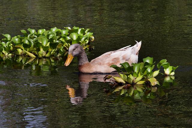 056 Big Island.jpg